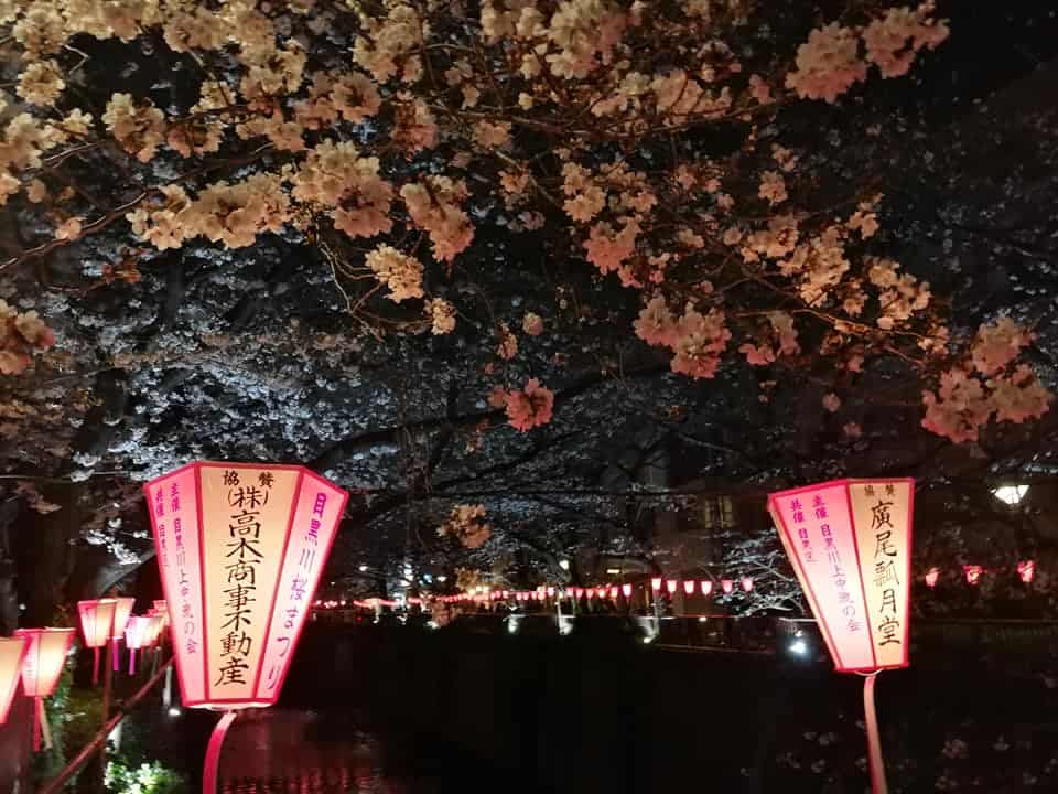 ชมซากุระที่ “นากาเมกกุโระ”